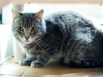 An adult small-sized male Domestic Short Hair cat named Shamrock for adoption in Longmont, CO