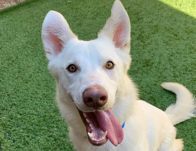 A young medium-sized male White / Cream Shepherd dog named SAVE ME PLEASE Snow for adoption in San Marcos, CA