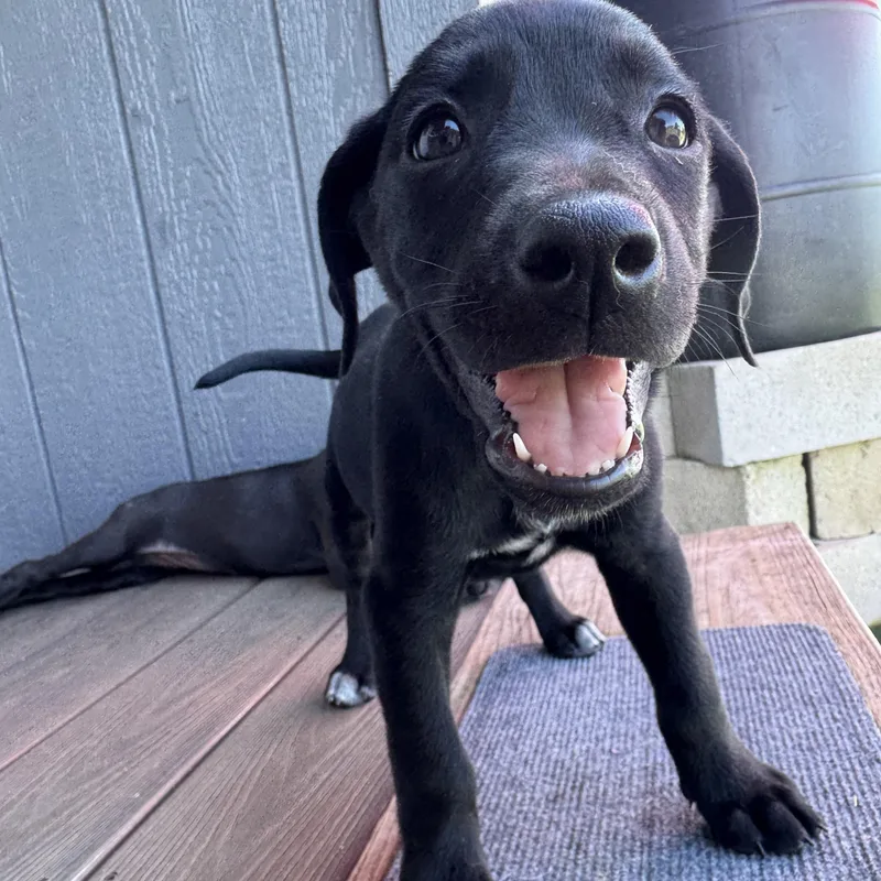 A baby medium-sized male Black Labrador Retriever dog named Orion for adoption in Myakka City, FL