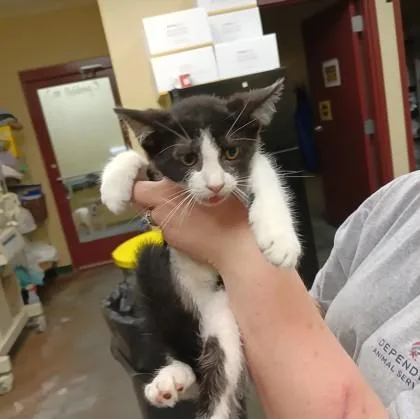 A baby small-sized female Domestic Short Hair cat named Rowena for adoption in Independence, MO