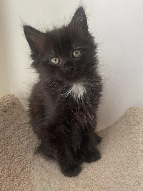 A baby medium-sized male Domestic Medium Hair cat named Mason: DMHDC for adoption in Greenville, DE