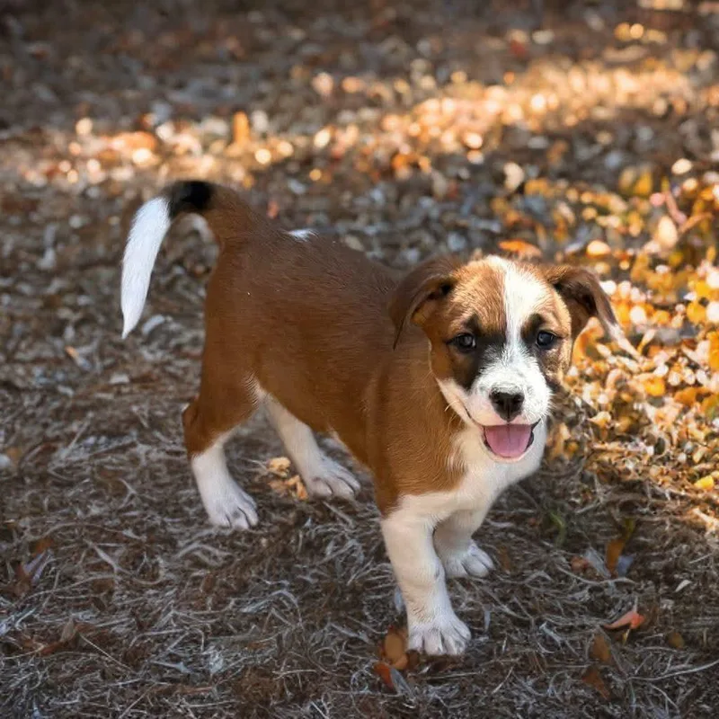A baby small-sized female Brown / Chocolate Mixed Breed dog named Mopsy for adoption in Phoenix, AZ