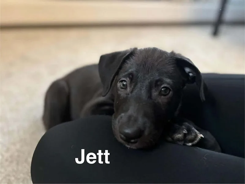 Jett thumbnail 2