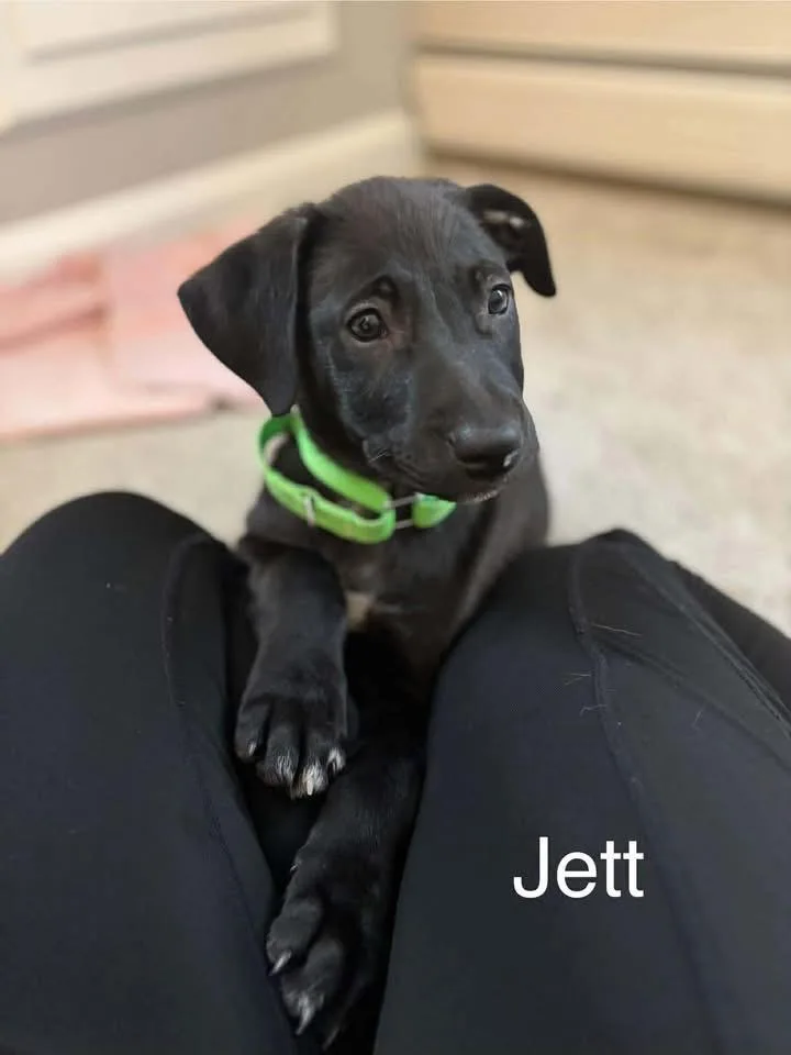 Jett thumbnail 3