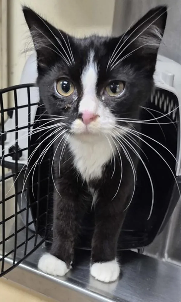 A young small-sized male Domestic Short Hair cat named Pen for adoption in Lawrenceville, GA