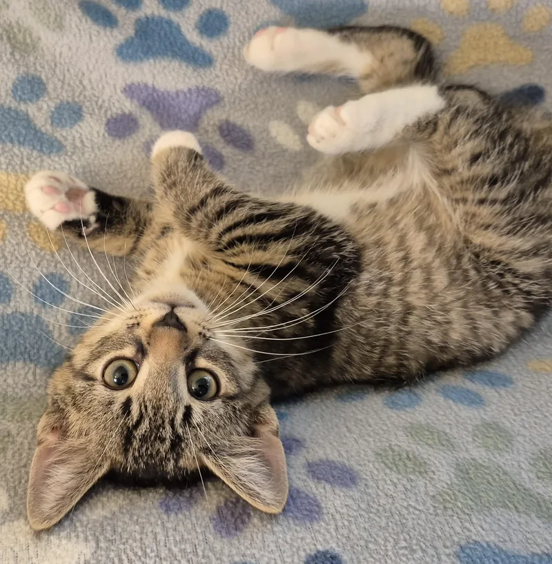 A baby medium-sized male Tabby (Buff / Tan / Fawn) Domestic Short Hair cat named Dr Happy for adoption in Highland Park, NJ