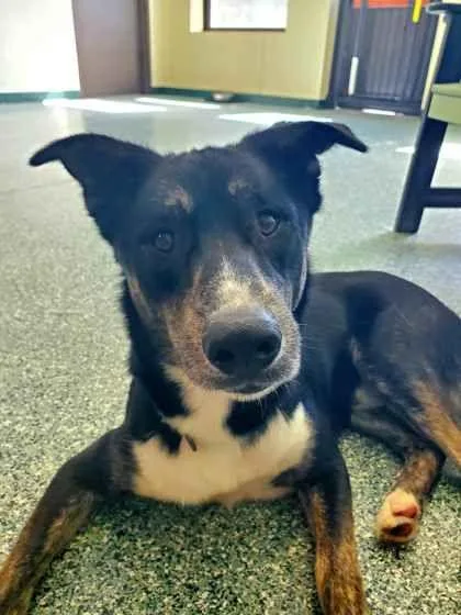 An adult medium-sized male Border Collie dog named Tom & Zendaya for adoption in Williamsport, PA