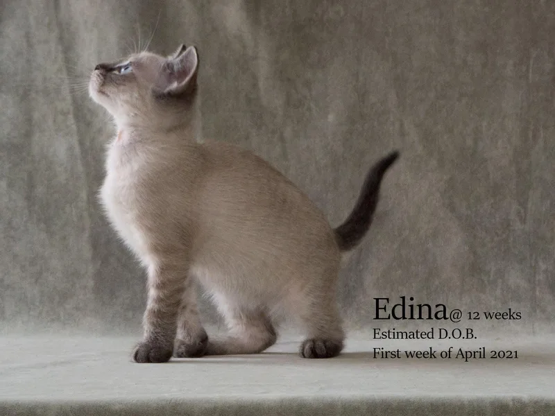 Edina thumbnail 2