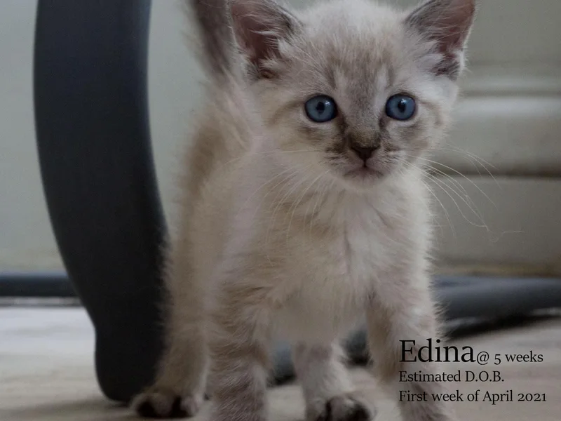 Edina thumbnail 3