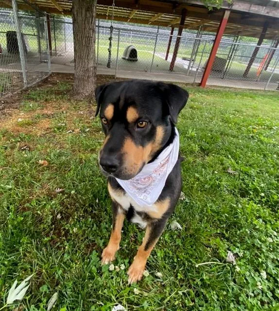 An adult large-sized male Tricolor (Brown, Black, & White) Rottweiler dog named Kovu for adoption in Fayetteville, AR