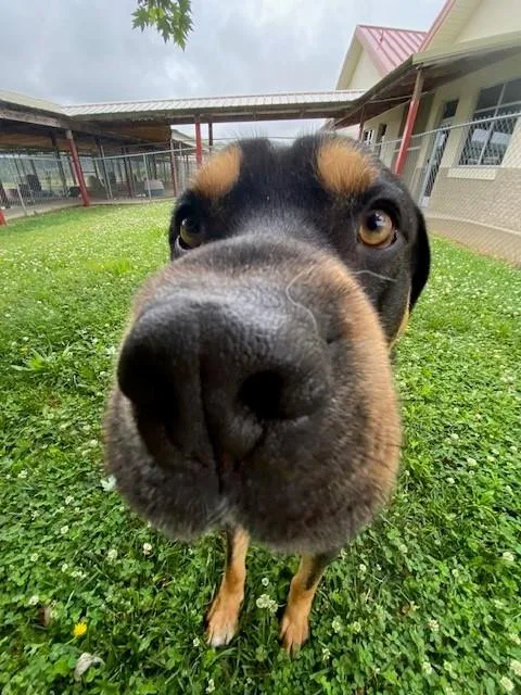 Kovu thumbnail 4