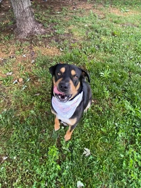 Kovu thumbnail 6
