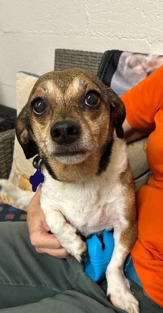 An adult small-sized male Beagle dog named Gutherie for adoption in Ellijay, GA