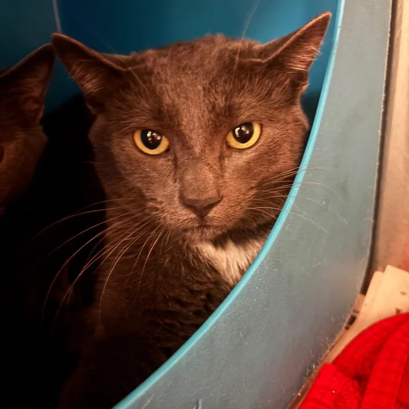A young medium-sized male Gray / Blue / Silver Domestic Short Hair cat named Lancelot for adoption in Waukesha, WI