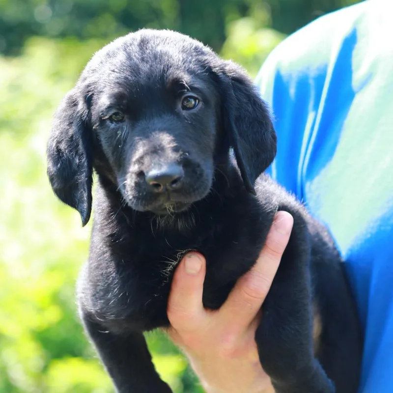 A baby medium-sized male Black Labrador Retriever dog named CT Mantis avail Jul for adoption in Eastford, CT