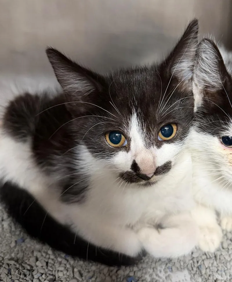 A baby medium-sized male Domestic Short Hair cat named V for adoption in Cincinnati, OH