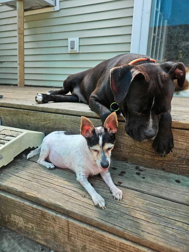 An adult medium-sized female Mixed Breed dog named Lulu for adoption in Bowdoin, ME