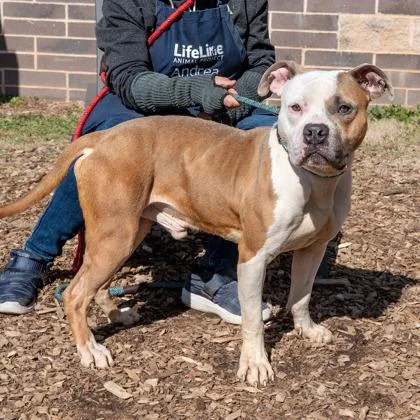 An adult large-sized male Mixed Breed dog named Fossil for adoption in Chamblee, GA