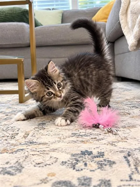 A baby small-sized male Domestic Short Hair cat named Bandito for adoption in Statesville, NC