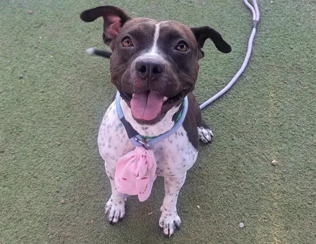 A young large-sized female Pit Bull Terrier dog named Fergie for adoption in Phoenix, AZ
