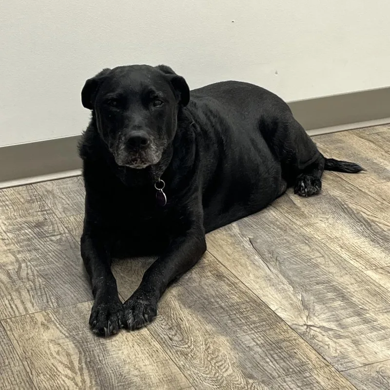 Merlin D thumbnail 2