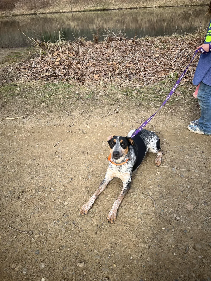An adult medium-sized female Merle (Blue) Cattle Dog dog named Daisy for adoption in Akron, OH