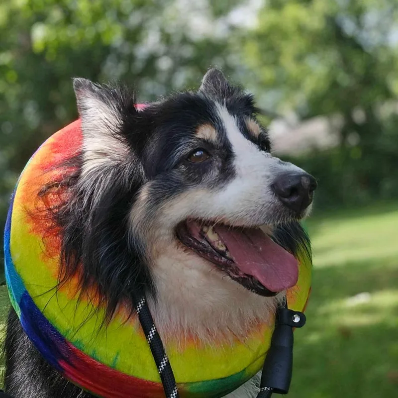 A senior medium-sized female Black Australian Shepherd dog named Lily for adoption in Huntsville, AL
