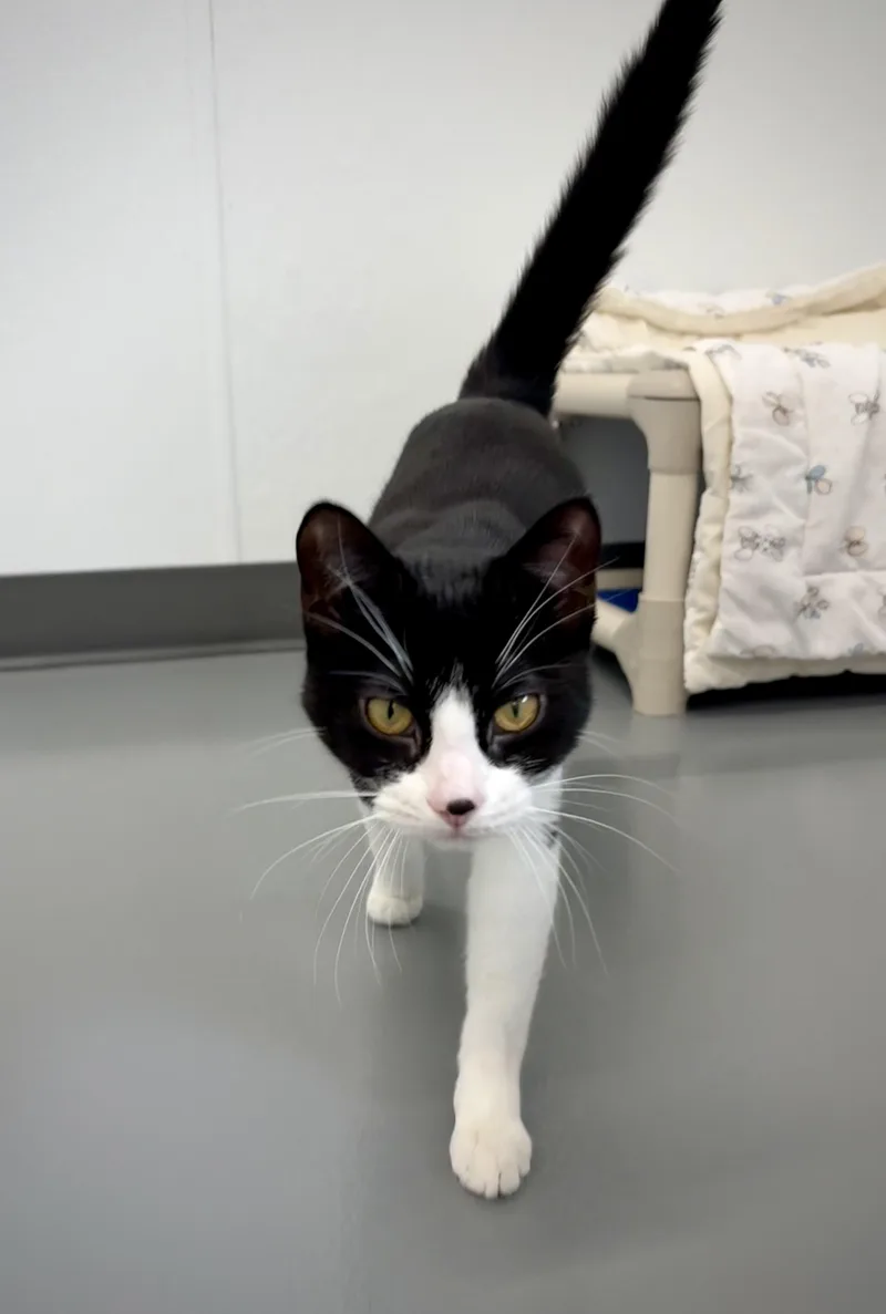 A baby medium-sized female Black & White / Tuxedo Domestic Short Hair cat named Cookie for adoption in Kalamazoo, MI