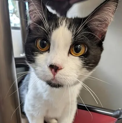 An adult medium-sized female Black & White / Tuxedo Domestic Short Hair cat named Rihanna for adoption in Dubuque, IA