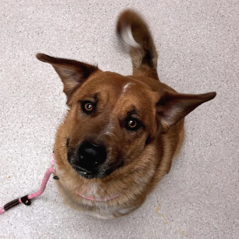 A young medium-sized male Red / Chestnut / Orange Mixed Breed dog named Jonas for adoption in Murray, UT