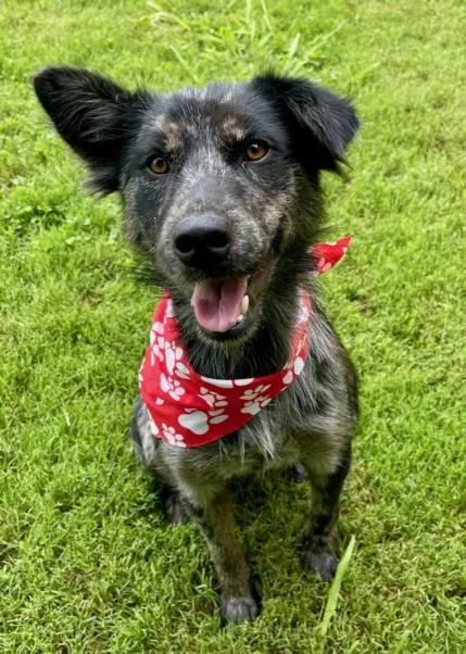 An adult medium-sized female Border Collie dog named Wolf for adoption in Tulsa, OK