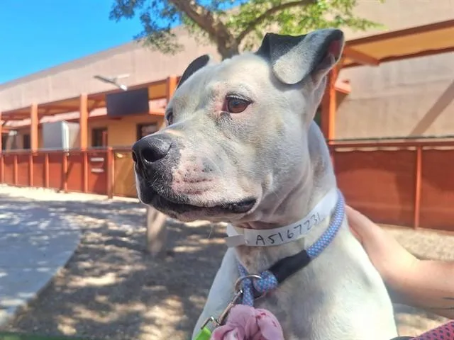 A young large-sized female Pit Bull Terrier dog named Fresa for adoption in Phoenix, AZ