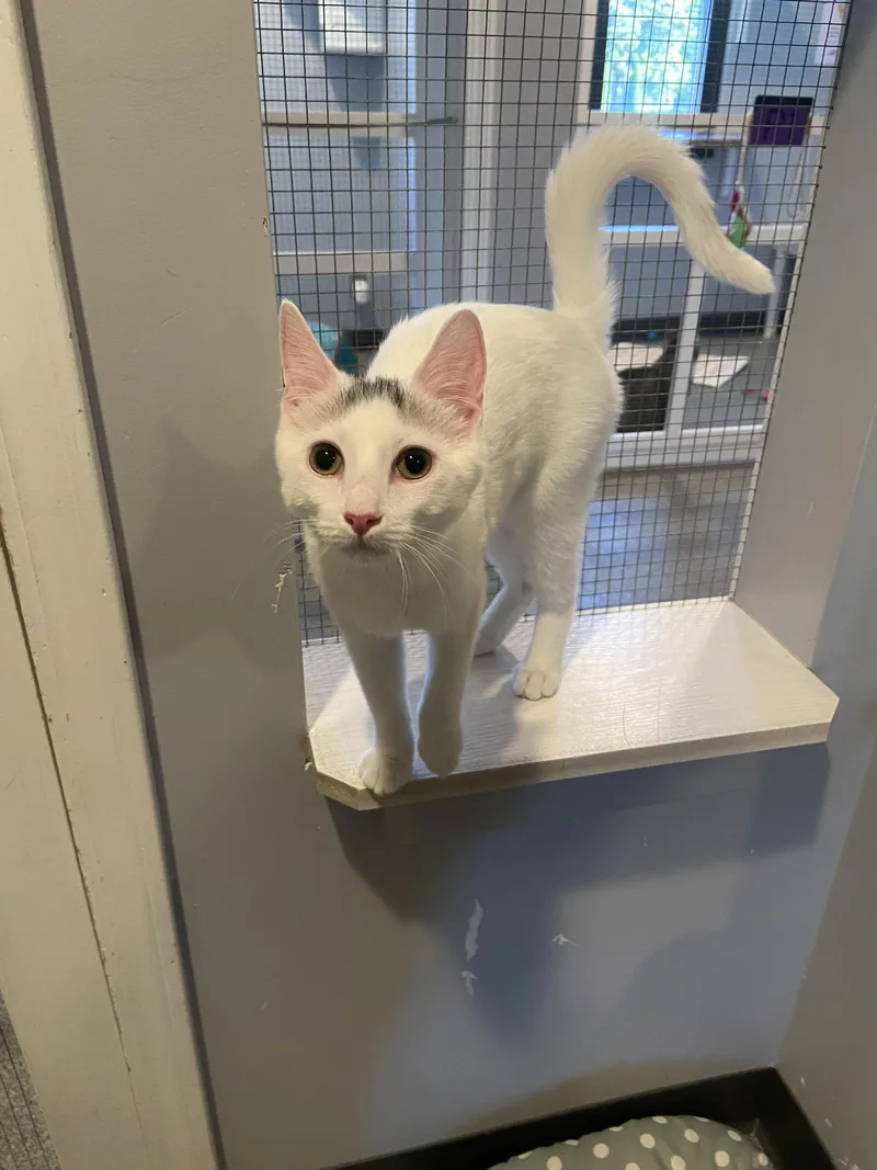 A baby medium-sized male White Domestic Short Hair cat named Toupee for adoption in Lincoln, NE