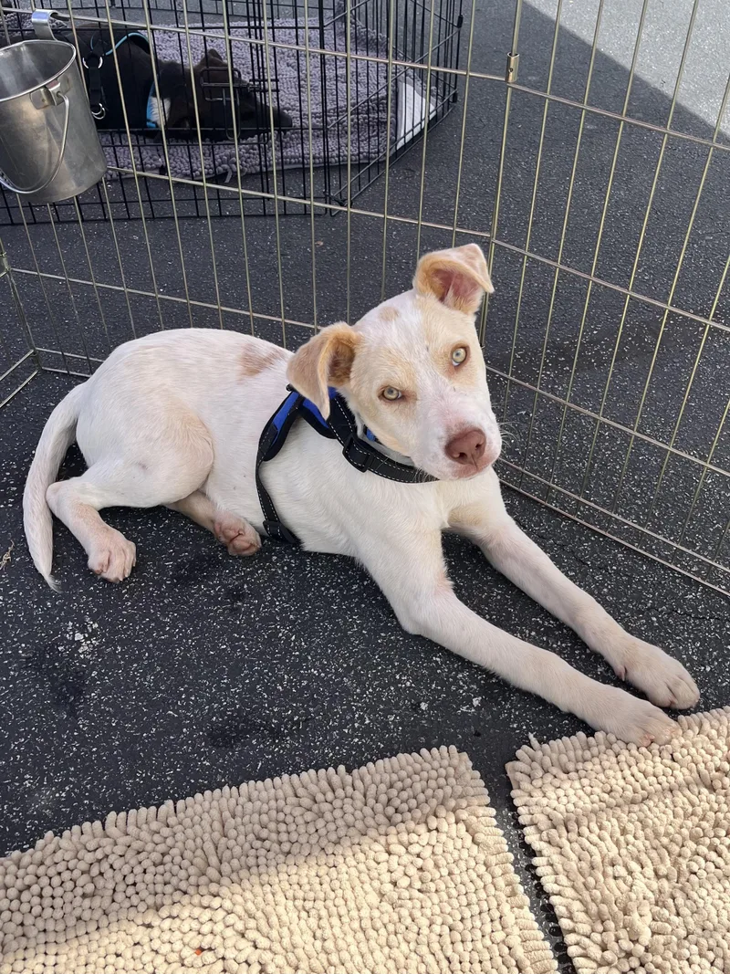 A young medium-sized male Yellow / Tan / Blond / Fawn Terrier dog named Opie for adoption in Greensboro, GA