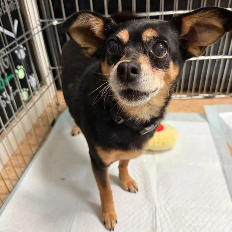 An adult small-sized female Black Chihuahua dog named Blewe for adoption in Tacoma, WA