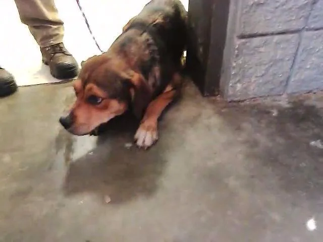 A young medium-sized female Labrador Retriever dog named A for adoption in Tulsa, OK