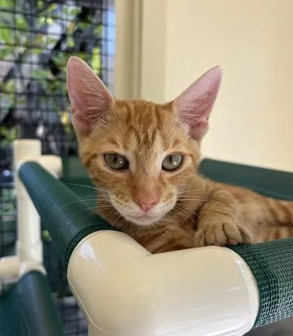 A baby small-sized male Domestic Short Hair cat named Alvin for adoption in Honolulu, HI