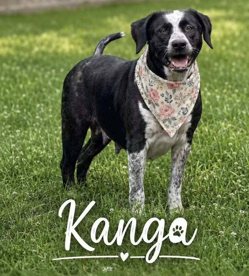 A young large-sized male Australian Cattle Dog / Blue Heeler dog named Kanga for adoption in Washington , PA