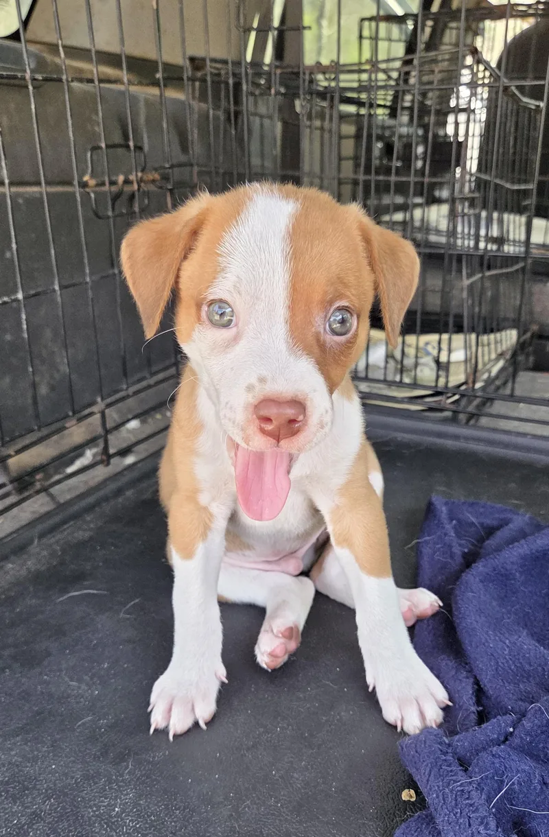 A baby medium-sized male Jack Russell Terrier dog named Sport for adoption in Manchester, CT