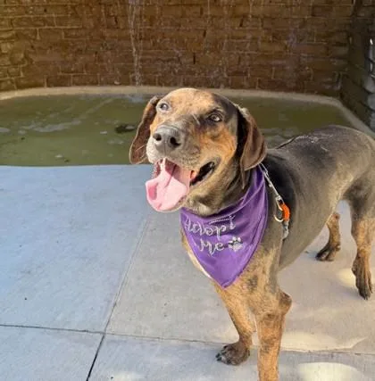 An adult medium-sized male Mixed Breed dog named Arlo for adoption in Dallas, TX