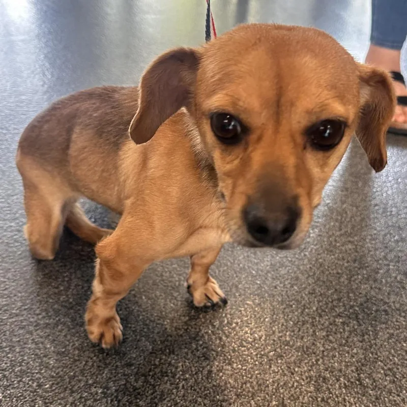 An adult small-sized female Yellow / Tan / Blond / Fawn Mixed Breed dog named Charm for adoption in Allentown, PA