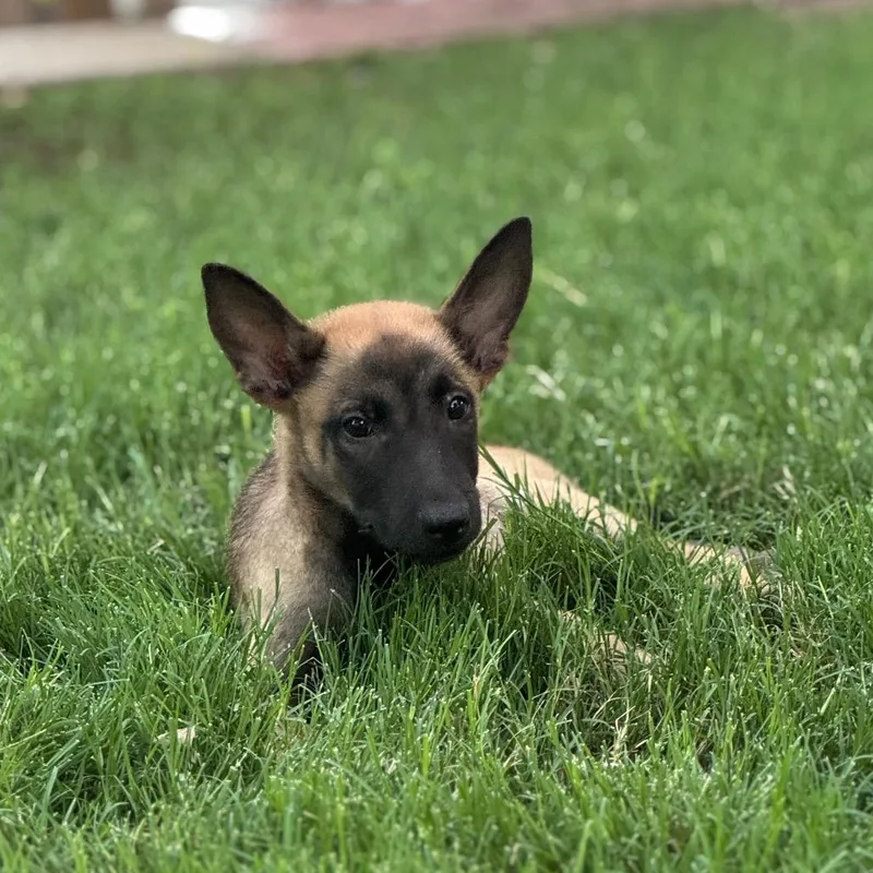 Jett