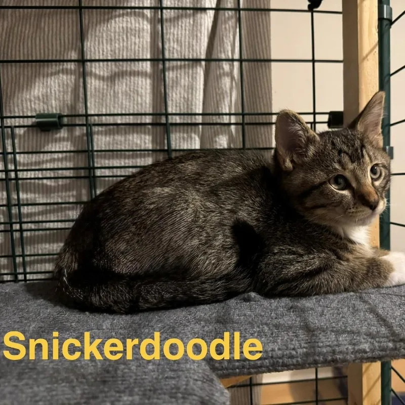 A baby small-sized male Gray / Blue / Silver Domestic Short Hair cat named Snickerdoodle for adoption in Spring Hill, KS