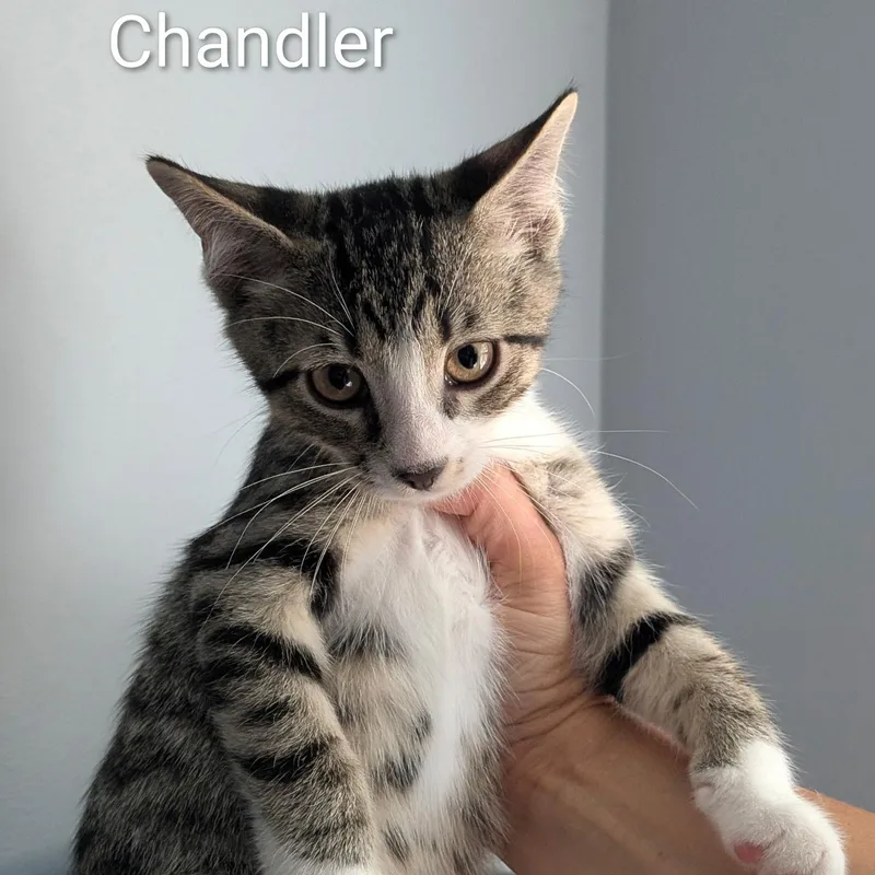 A baby medium-sized male Tabby (Tiger Striped) Domestic Short Hair cat named Chandler for adoption in Maple Shade, NJ