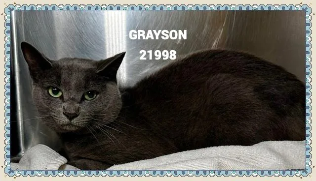 A young medium-sized male Gray / Blue / Silver Domestic Short Hair cat named Grayson for adoption in Marietta, GA