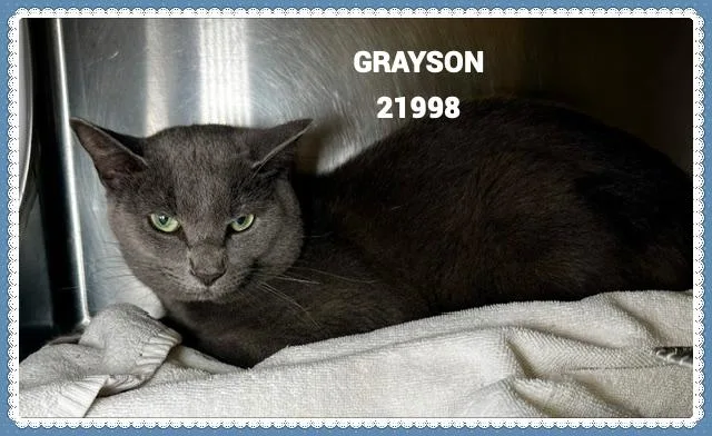 Grayson thumbnail 2