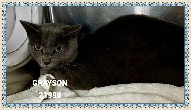 Grayson thumbnail 3