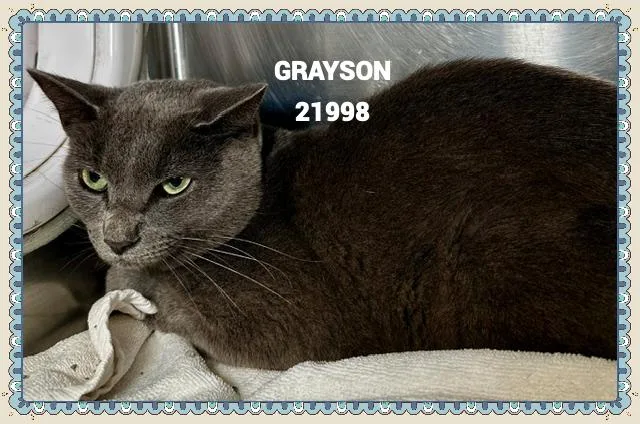 Grayson thumbnail 4