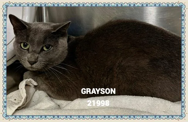 Grayson thumbnail 5