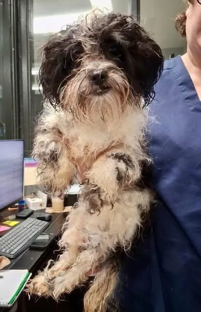 Frankie Finn